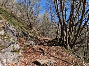 18 Bel sentiero che sale nel bosco di carpini neri